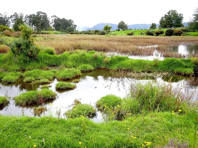 Humedal Torca-guaymaral