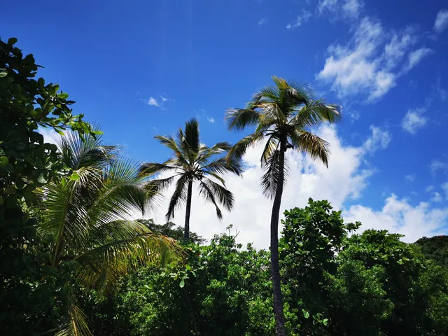🌴 Plage de Petite Anse