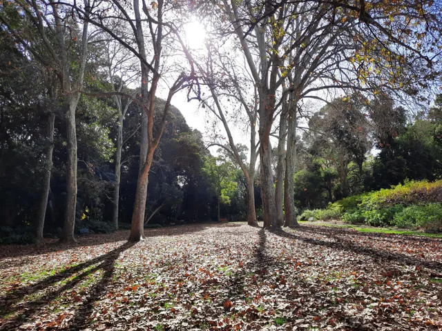 Mistletoe Park (Park 11)