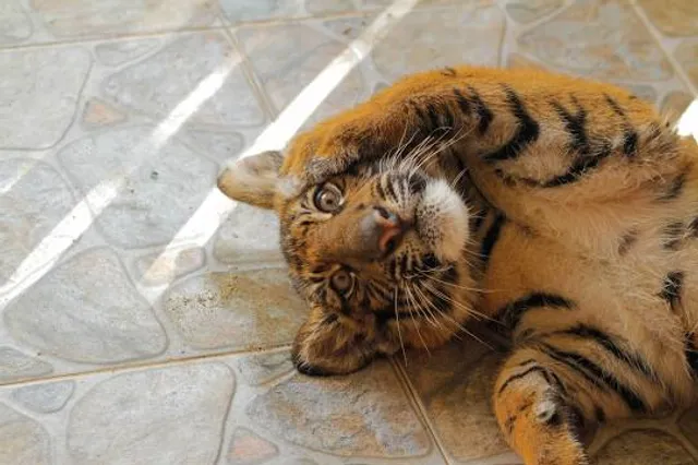 Székely National Museum