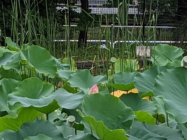 Kuwabukuro Biotope Park
