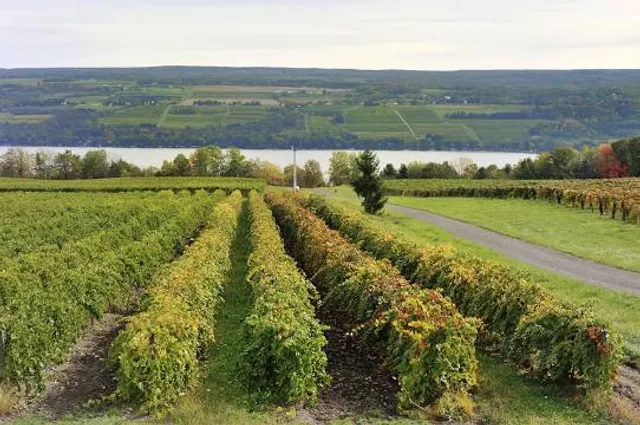 Keuka Lake Vineyards