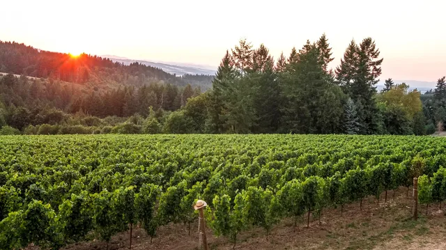 Nemarniki Vineyard & Winery