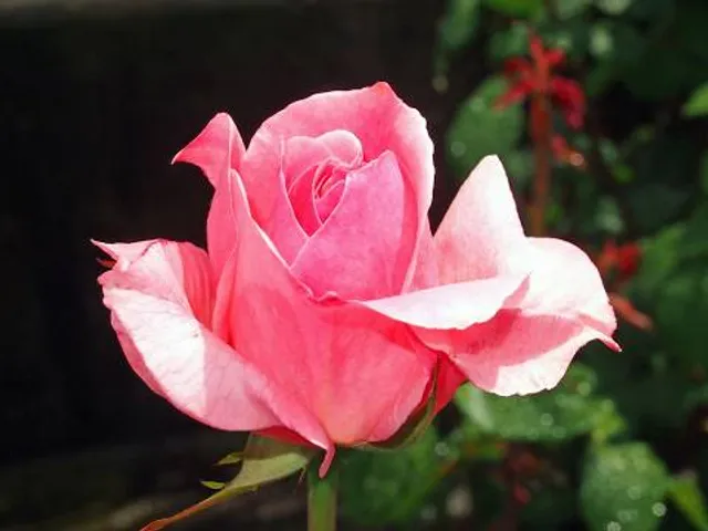 photo-1