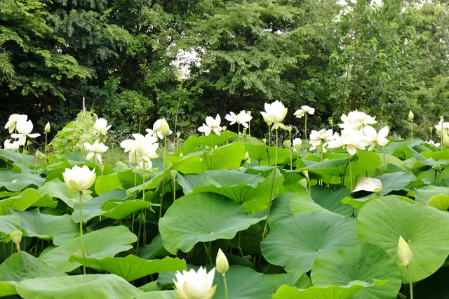 Nature Experience and Observation Garden