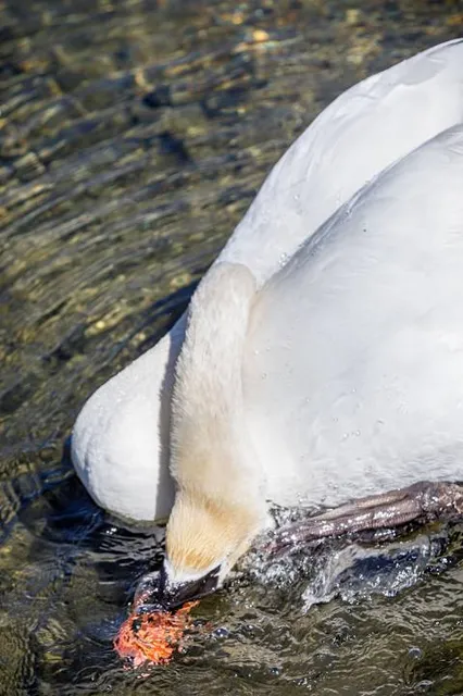 Homer Lake Forest Preserve