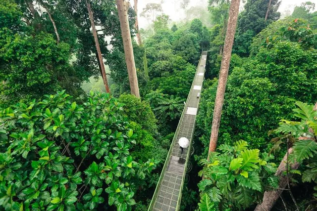 Kabili-Sepilok Forest Reserve