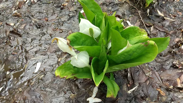 Akabane Ryokuchi Park