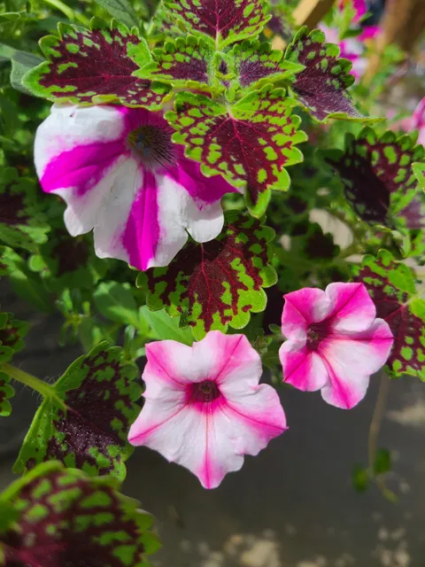 McKinney Family Farm