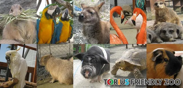 Torius Petting Zoo