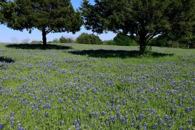 Bluebonnet Park