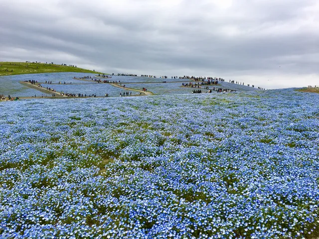 Tamago no Mori (Eggs Forest)