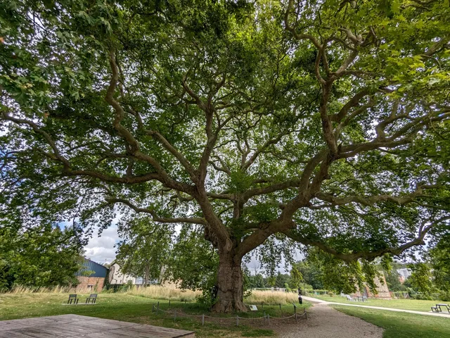 Platanes remarquables