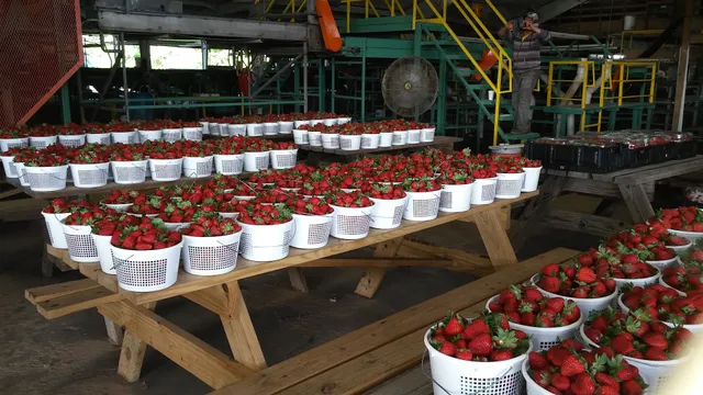 The Strawberry Patch at Taylor Orchards