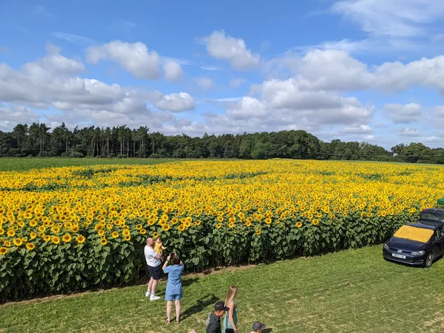 Rougham Sunflowers and Pumpkins
