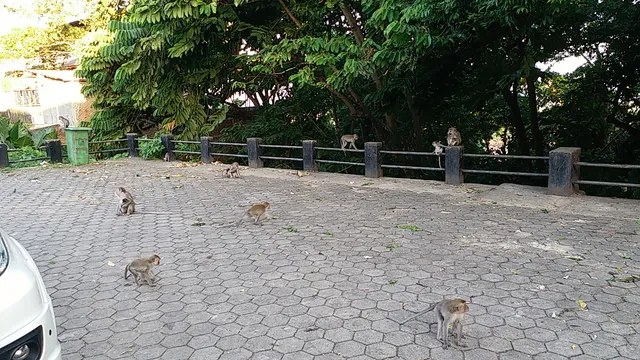 Monkey Forest Tourism Park