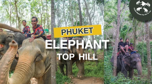 Phuket Elephant Top Hill
