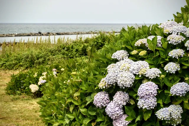 Azuka Hydrangea Park
