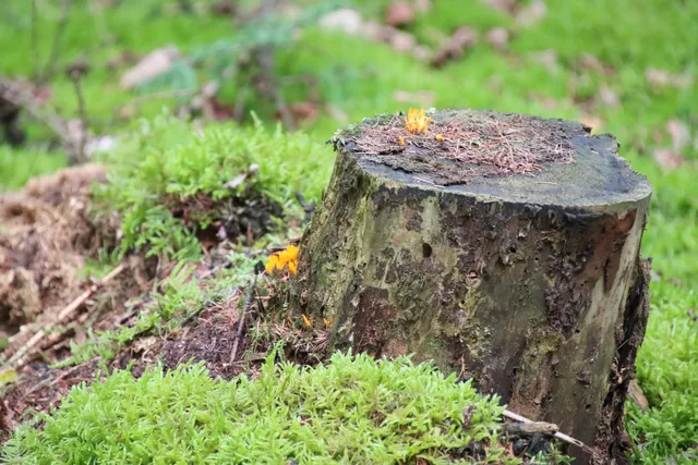 Hollands Schwarzwald