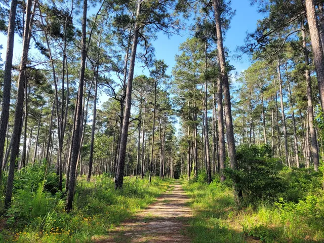 W G Jones State Forest