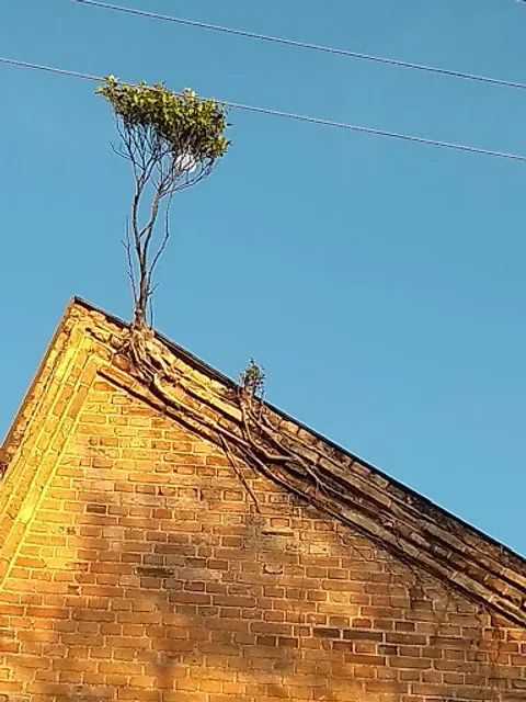 Frigorífico Cardeal Indústria e Comércio