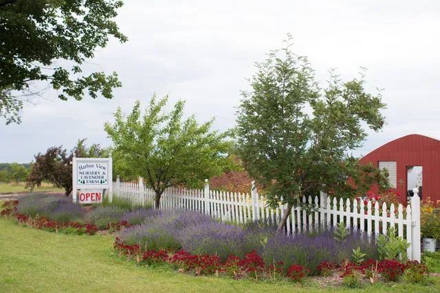 Harbor View Nursery And Lavender Farm