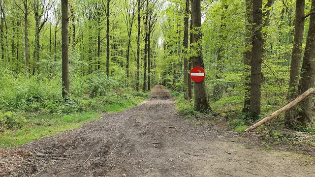 Oud-Smetleedse bossen