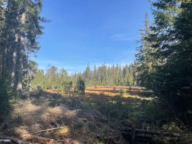 Torfowisko ścieżka dydaktyczna