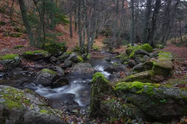 Abedular de Canencia