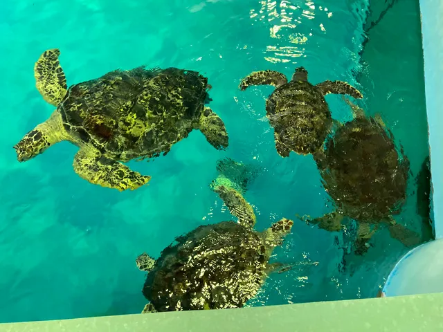 Kumejima Town Hall Kumejima Sea Turtle Museum