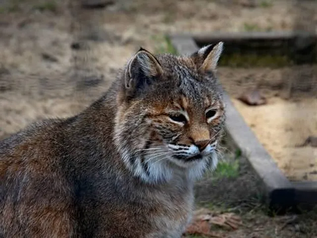 Oxbow Park & Zollman Zoo