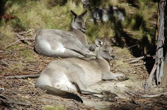 District of Paddys River