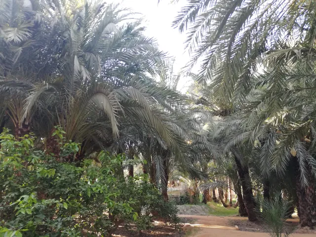 Palmeral de Santiago y Zaraíche