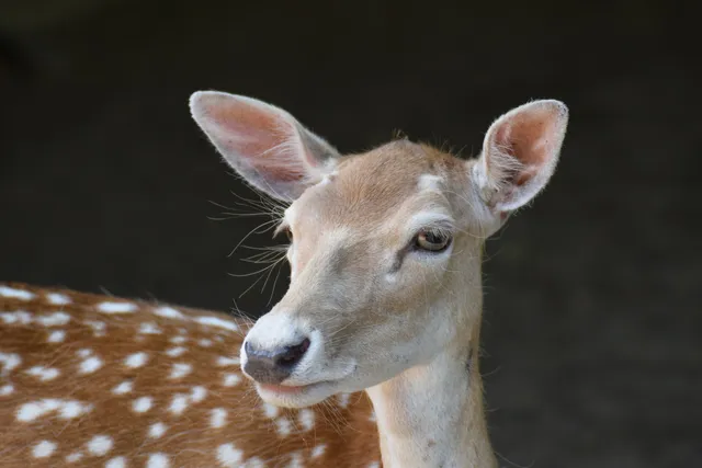 Damwildgehege im Grugapark