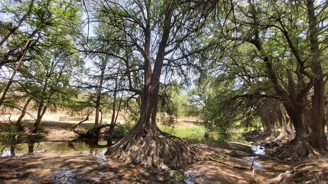 El Sabinal Aguascalientes