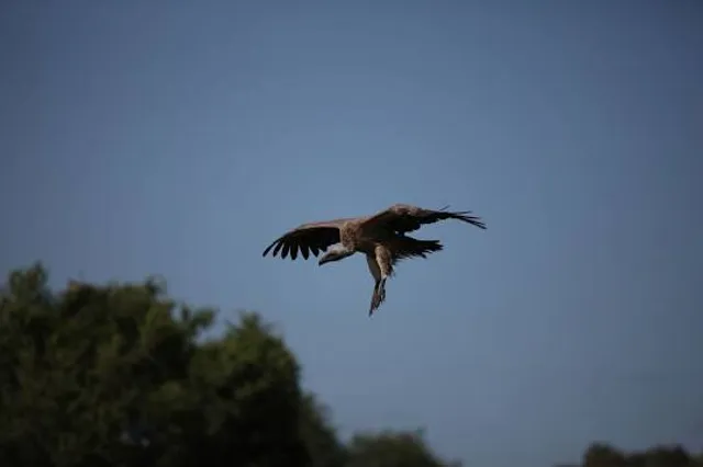 The Ghost Birds Ball