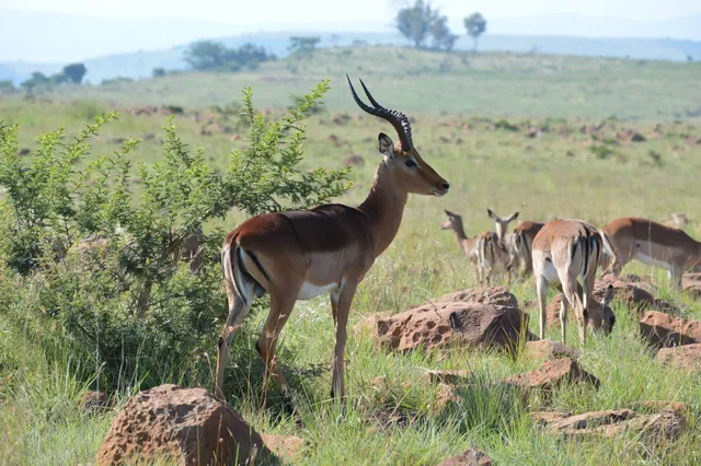 Nambiti Private Game Reserve Woodlands Gate