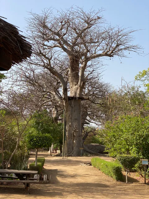 accrobaobab adventure