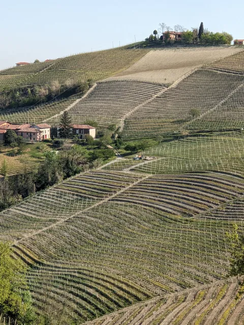 Rizzi azienda vitivinicola