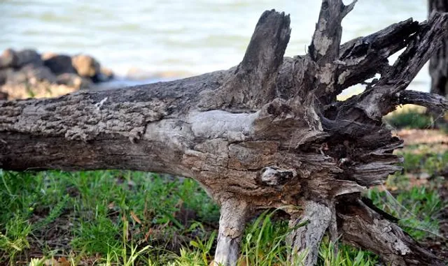 Ray Roberts Lake State Park Isle du Bois