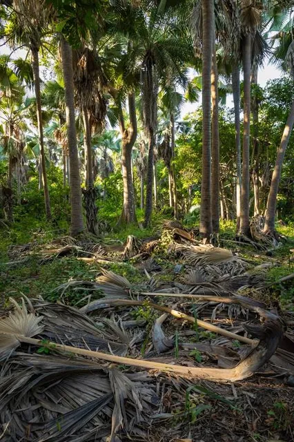 Bijilo National Park