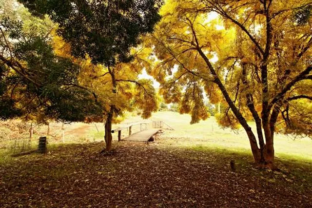 Golden Valley Tree Park