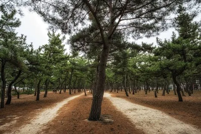 Los Pinos La Playa De Belen