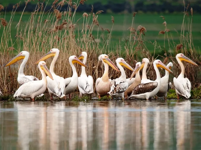 Kuş Cenneti Milli Parkı
