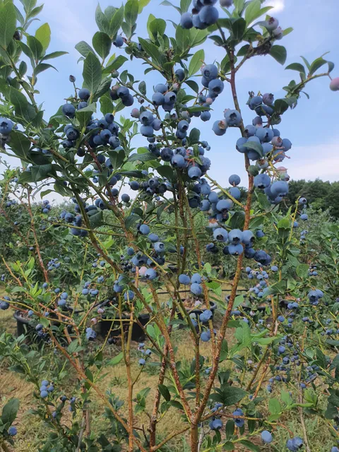 Erlebnisplantage Moritzburg