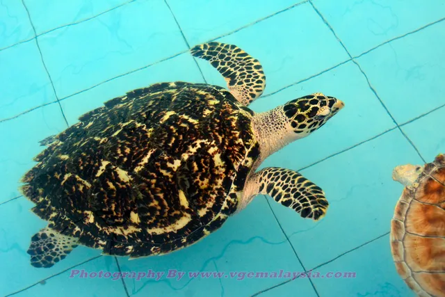 Padang Kemunting Turtle Conservation and Information Centre