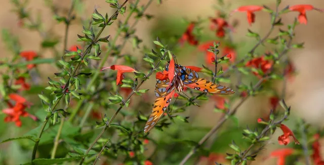 Southern Conservation Trust