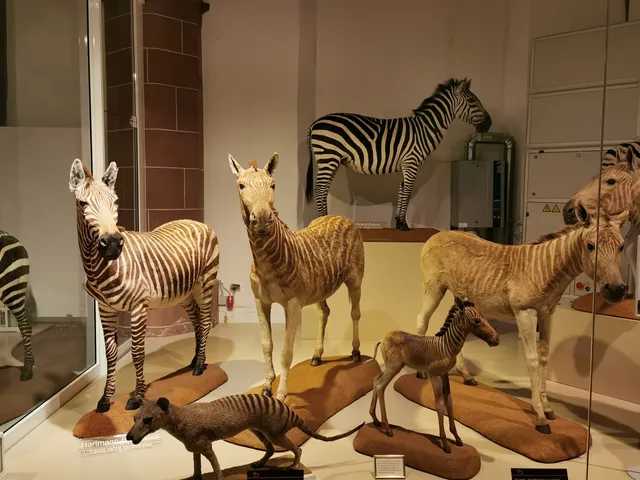 Natural History Museum Mainz