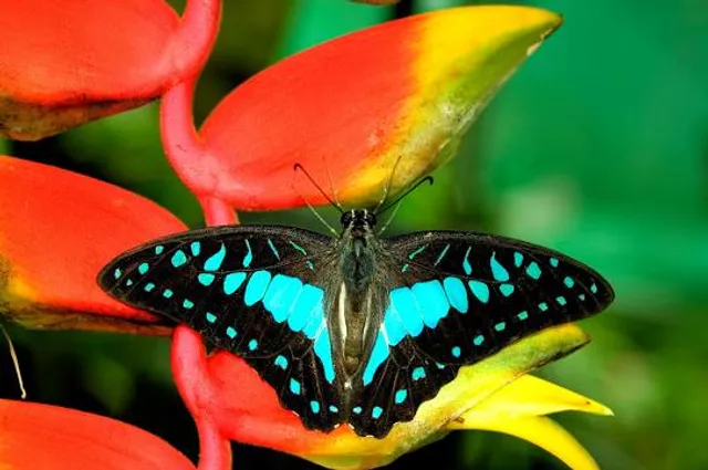 Alaris Schmetterlingspark