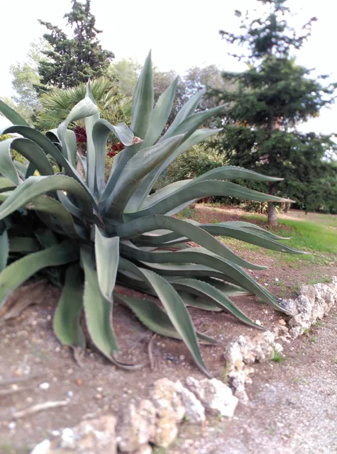 Finca Valldosera S.A.